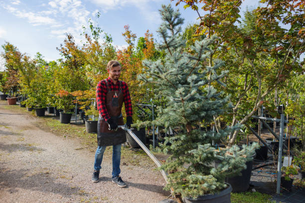 Trusted Casa Conejo, CA Tree Removal and Landscaping Services Experts